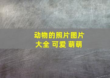 动物的照片图片大全 可爱 萌萌